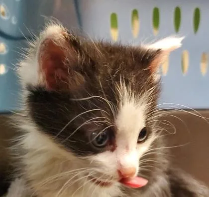 A young small-sized male Domestic Short Hair cat named Pizza pocket for adoption in Kansas City, MO