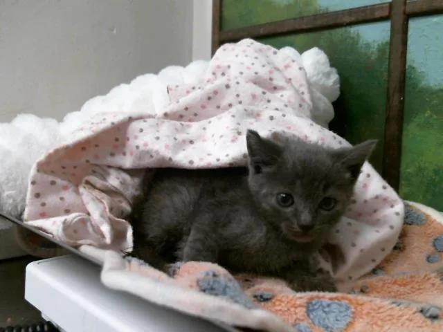 A baby small-sized male Russian Blue cat named Ozzy for adoption in Houston, TX