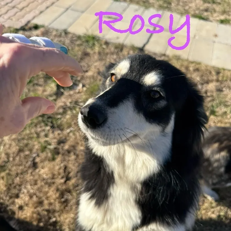 An adult medium-sized female Black Alaskan Malamute dog named Rosy for adoption in Ennis, TX