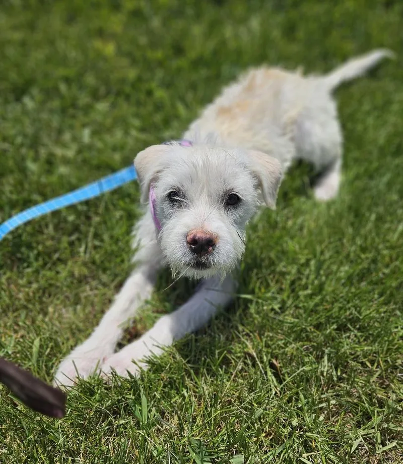A baby small-sized female White / Cream Terrier dog named Joanne Desoto for adoption in Waunakee, WI