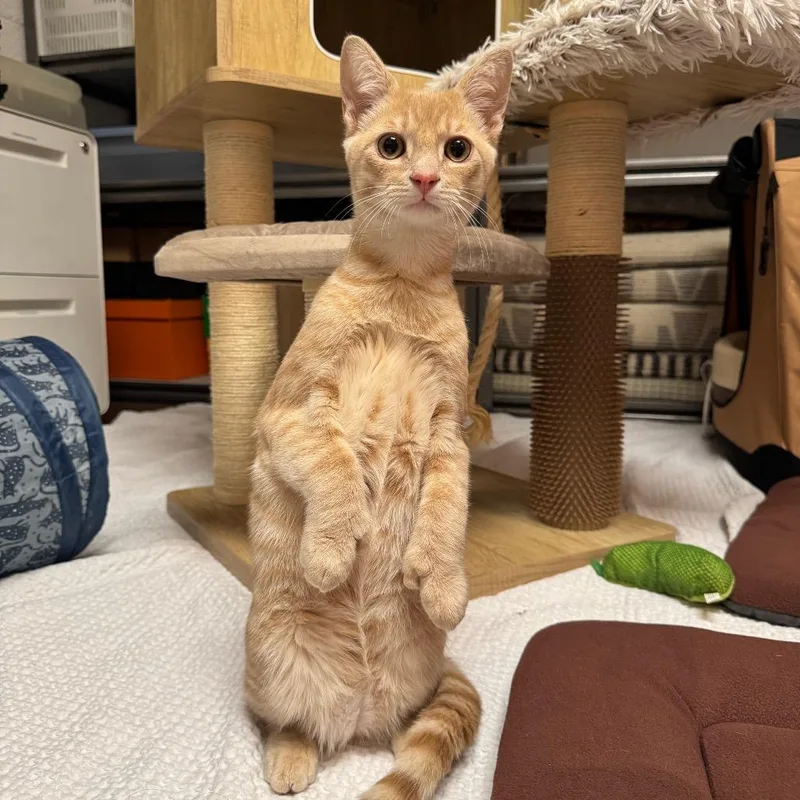 A baby medium-sized male Buff / Tan / Fawn Domestic Short Hair cat named Biscuit for adoption in Oakton, VA
