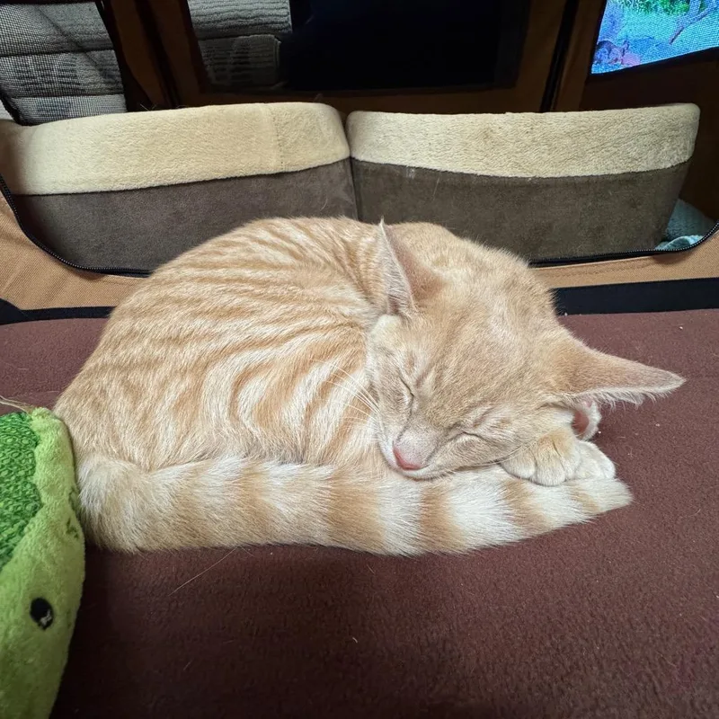 Biscuit thumbnail 5