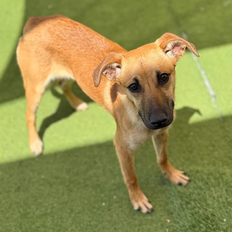 A young medium-sized female Yellow / Tan / Blond / Fawn Mixed Breed dog named Diana for adoption in LOXAHATCHEE, FL