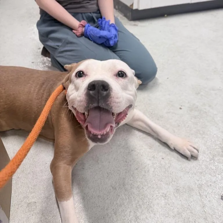 An adult medium-sized female White / Cream Mixed Breed dog named Lily for adoption in New York, NY