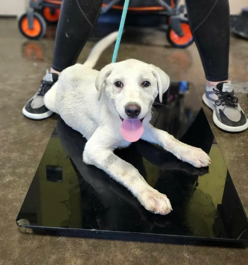 An adult medium-sized male Labrador Retriever dog named Found stray: Coach for adoption in Rockwall, TX