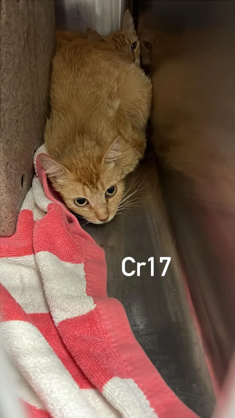 An adult medium-sized female Tabby (Orange / Red) Domestic Short Hair cat named Roxy for adoption in Burgaw, NC