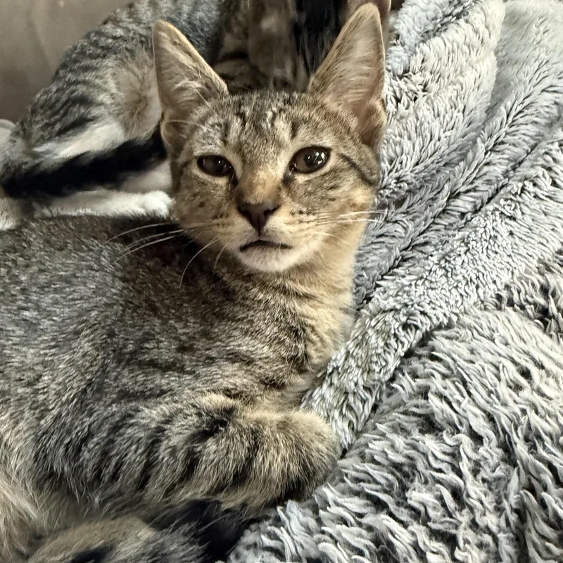 A baby medium-sized male Tabby (Brown / Chocolate) Domestic Short Hair cat named Lark for adoption in Houston, TX