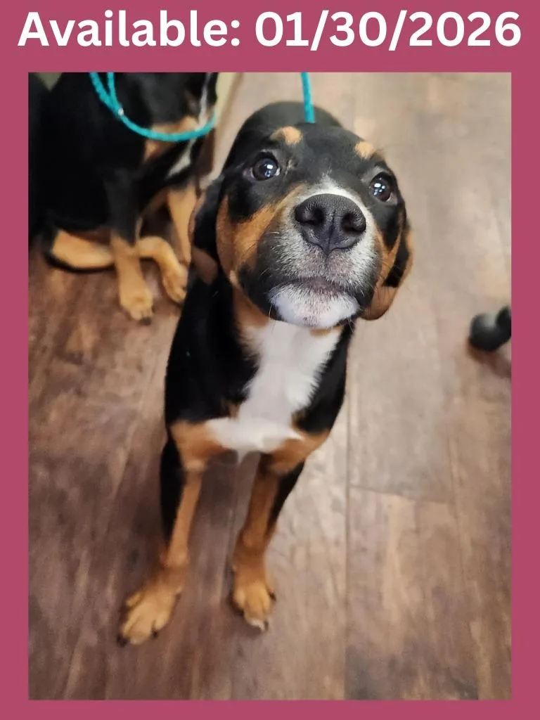 Dog Kennel  Scarlet thumbnail 2