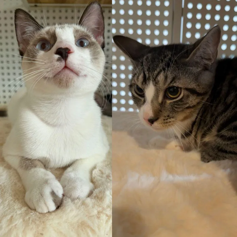 A baby medium-sized male Domestic Short Hair cat named Arowana & Flatbread for adoption in Brooklyn, NY