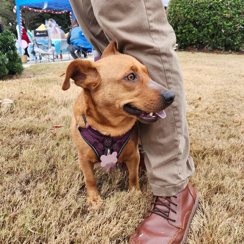 Ruby  Velcro Alert!! thumbnail 2