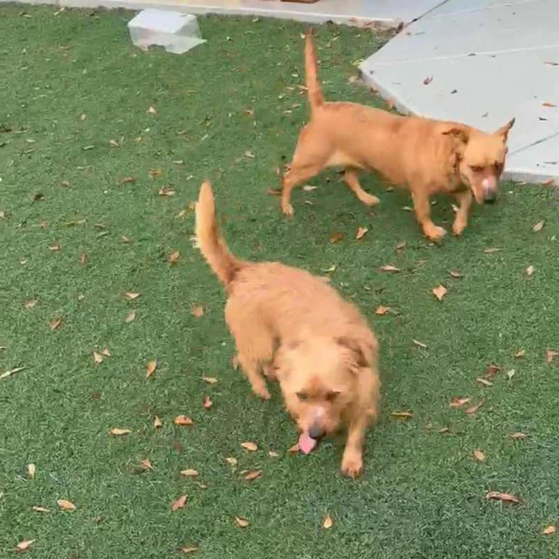 Ruby  Velcro Alert!! thumbnail 3