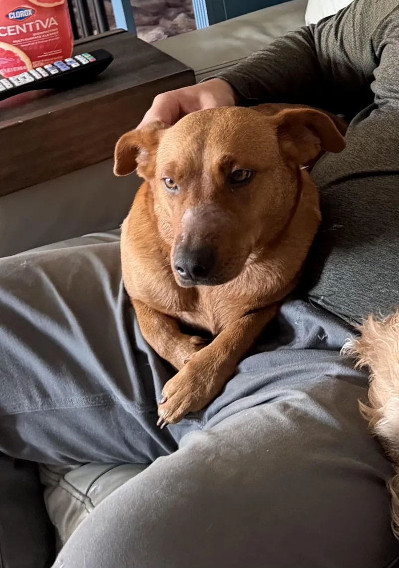 Ruby  Velcro Alert!! thumbnail 4