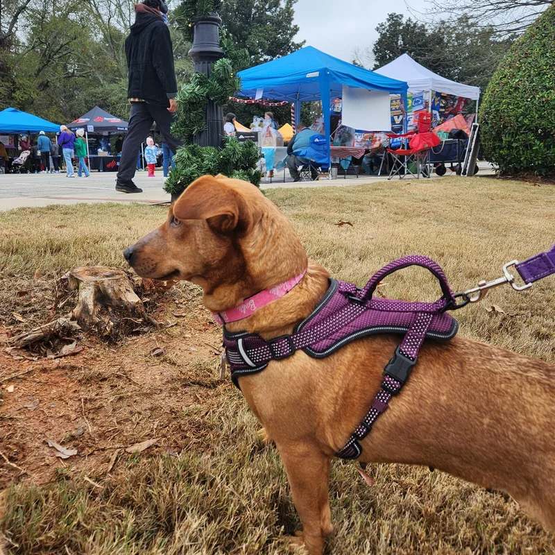 Ruby  Velcro Alert!! thumbnail 5