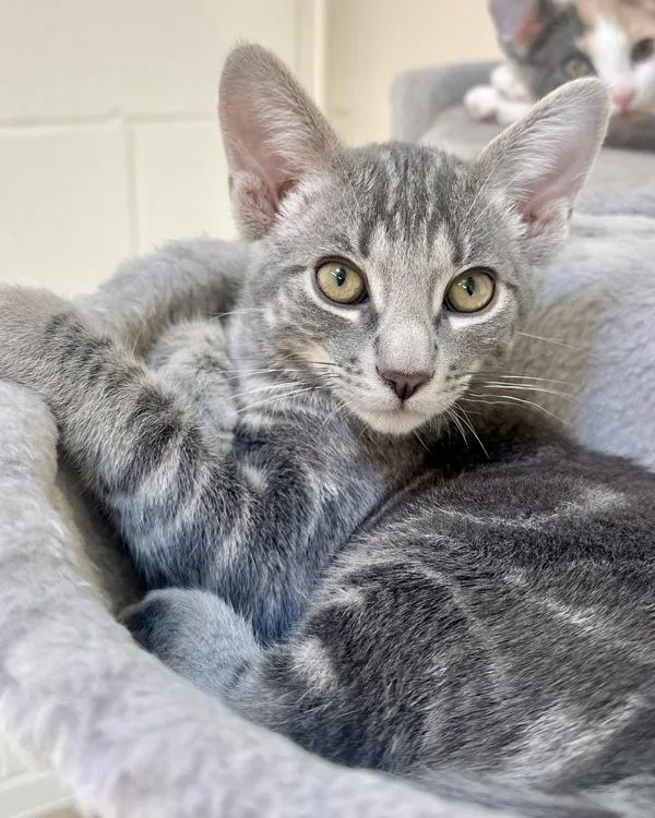 A baby small-sized male Domestic Short Hair cat named Cruz for adoption in Novato, CA