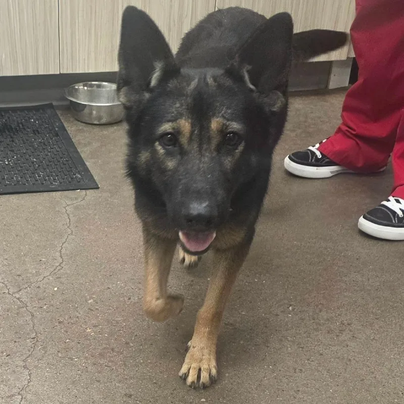 An adult medium-sized female Black Shepherd dog named Sally for adoption in Chattanooga, TN