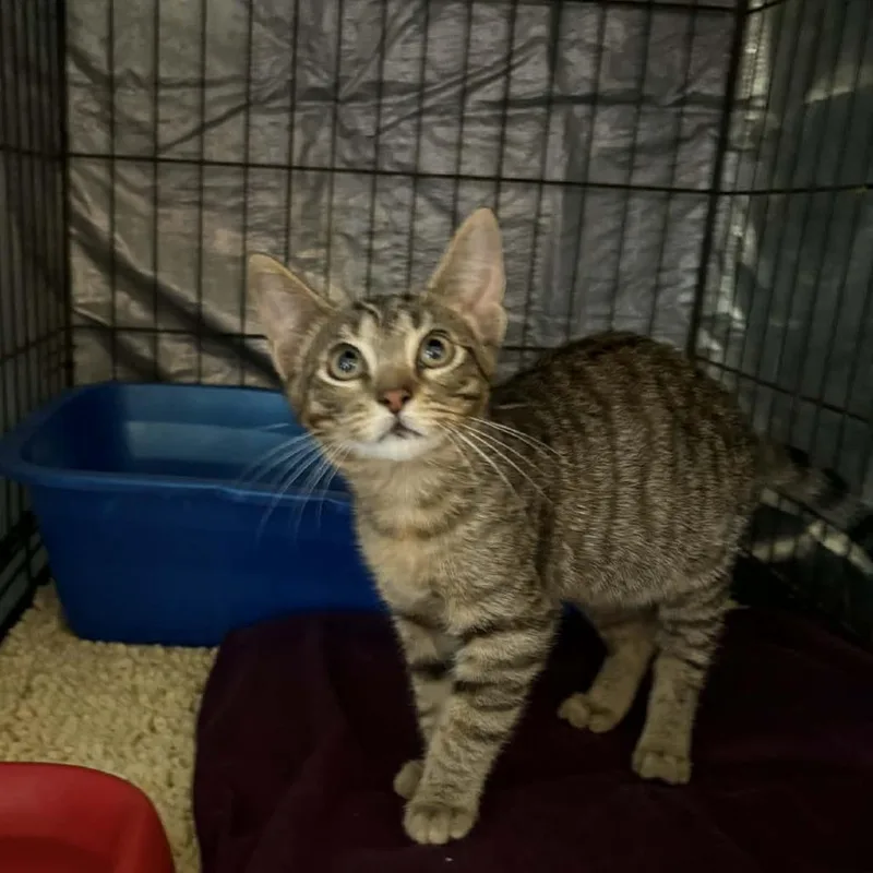 A baby small-sized female Brown / Chocolate Domestic Short Hair cat named Glitter for adoption in Stephenville, TX