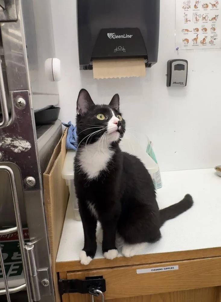 An adult small-sized female Black & White / Tuxedo Domestic Short Hair cat named Crystal for adoption in Pittstown, NJ