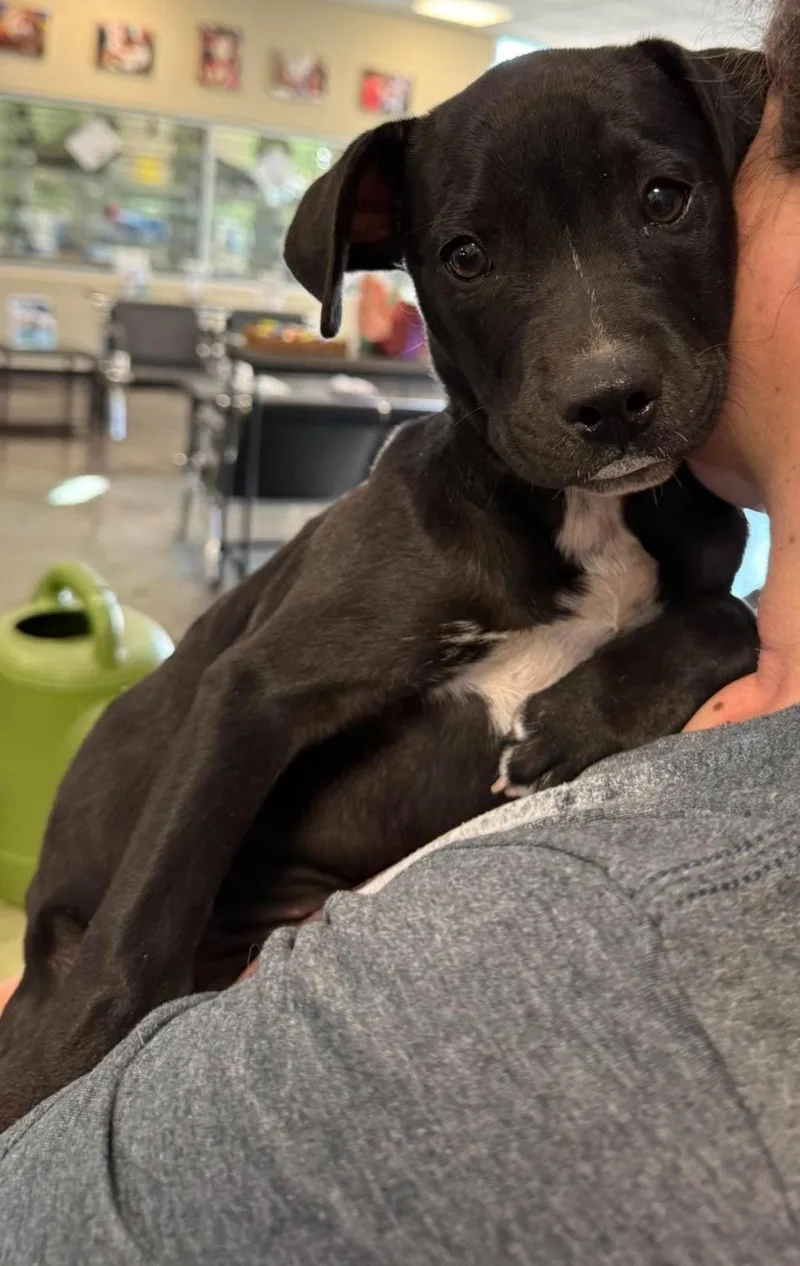 A baby small-sized female Labrador Retriever dog named Found stray: Raven for adoption in Rockwall, TX