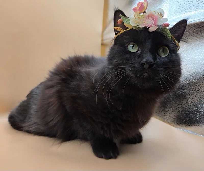 Black Beauty