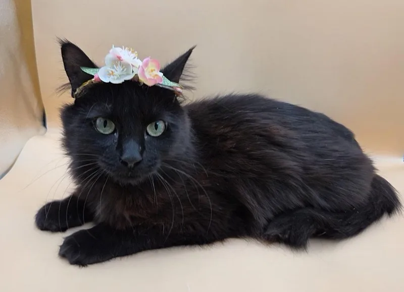 Black Beauty thumbnail 2