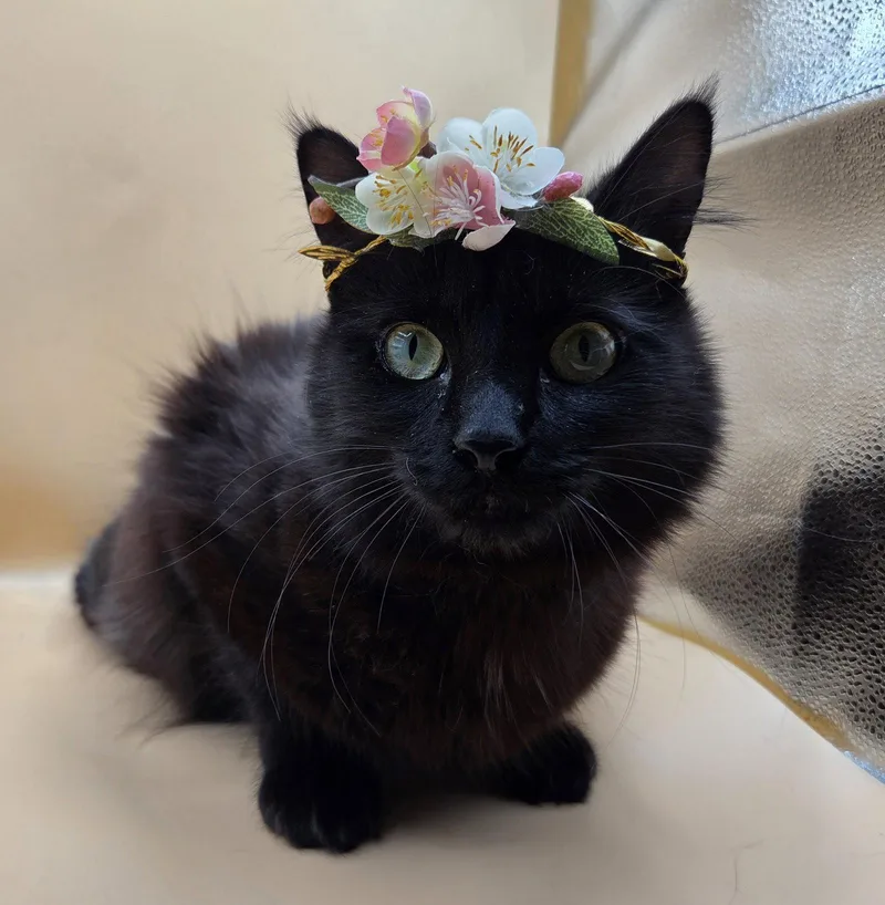 Black Beauty thumbnail 3