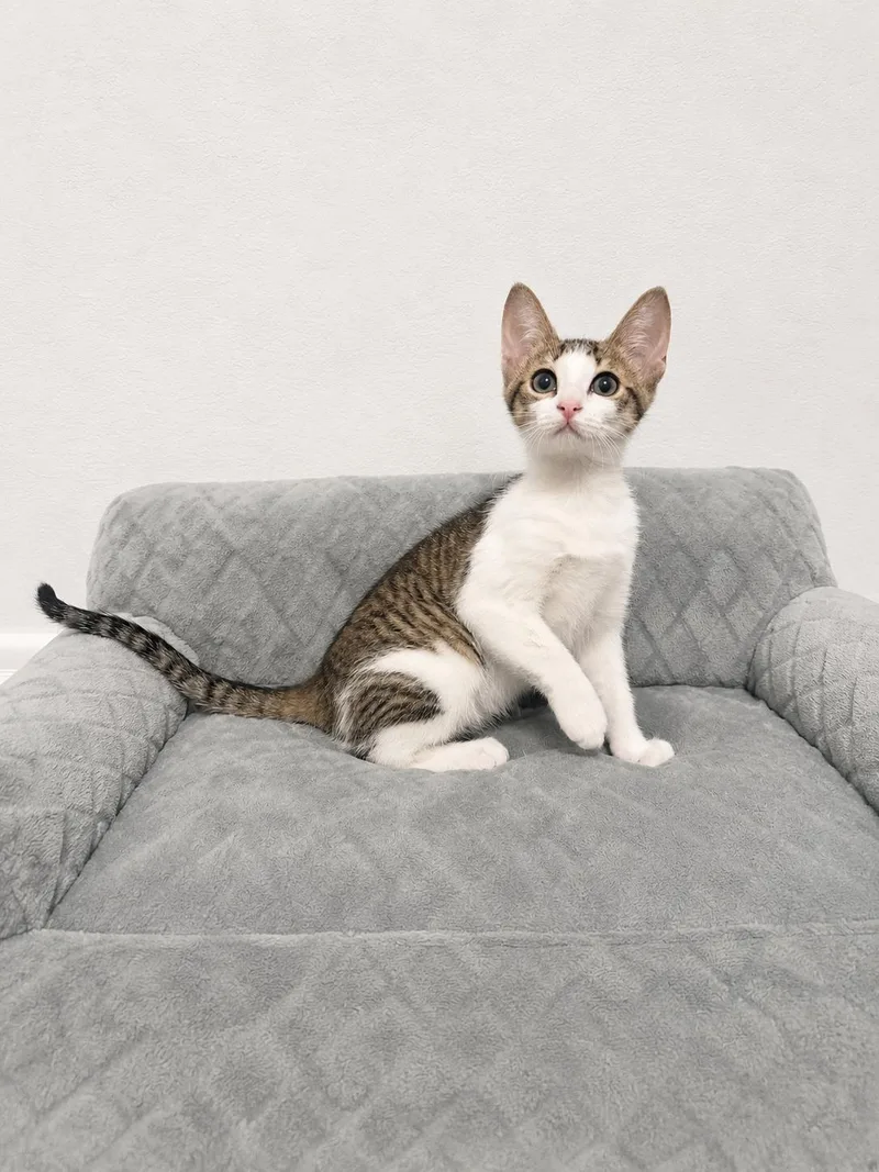 A baby medium-sized female Domestic Short Hair cat named Meryl for adoption in Frisco, TX