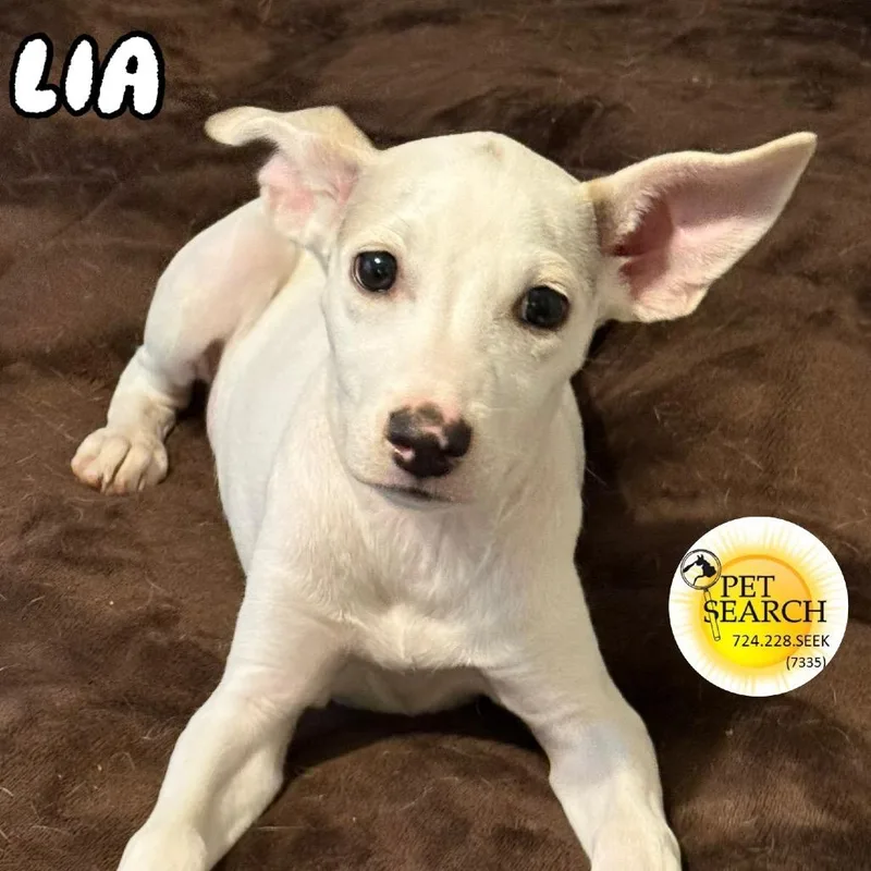 Lia