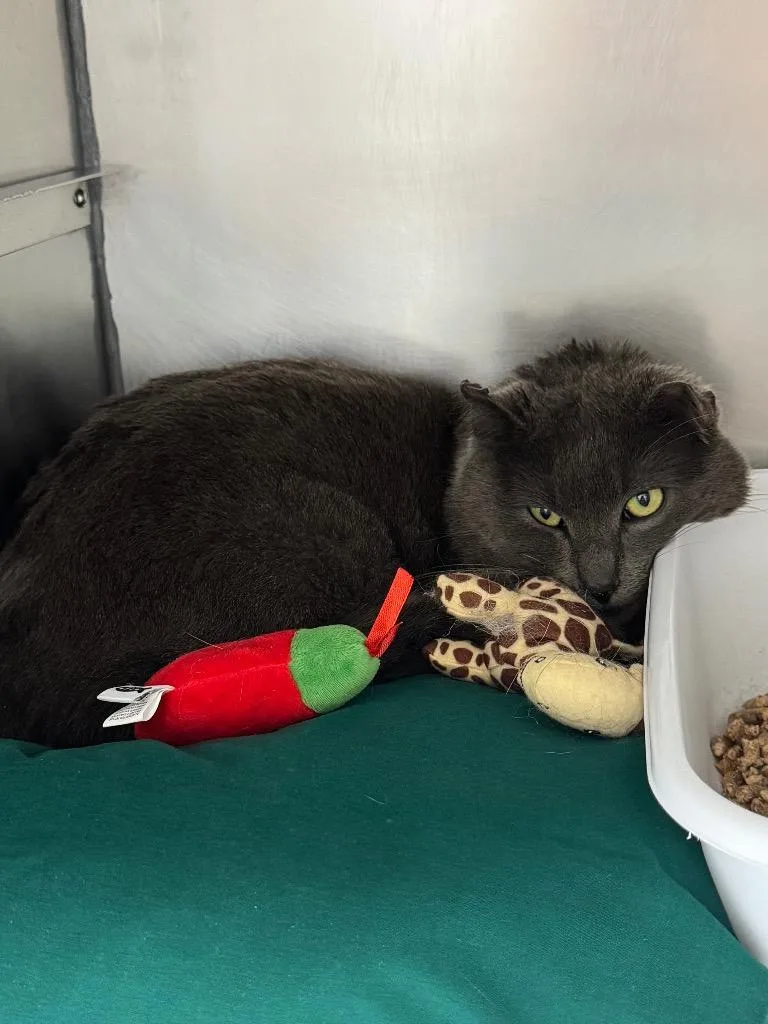 A young medium-sized male Domestic Short Hair cat named Elmer for adoption in Pomona, NY