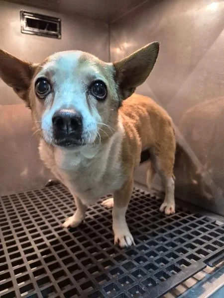 An adult small-sized male Chihuahua dog named Pen  Bingo for adoption in Lawrenceville, GA