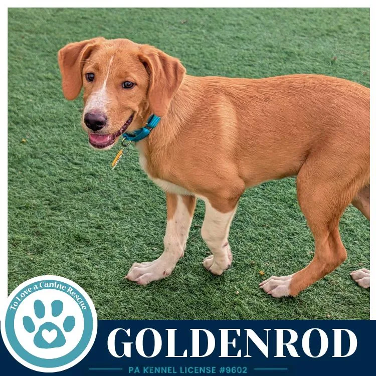A baby large-sized male White / Cream Labrador Retriever dog named Goldenrod for adoption in Kimberton, PA