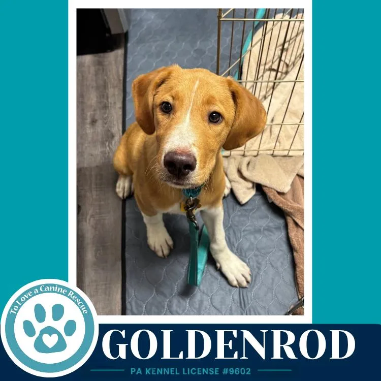 Goldenrod thumbnail 2