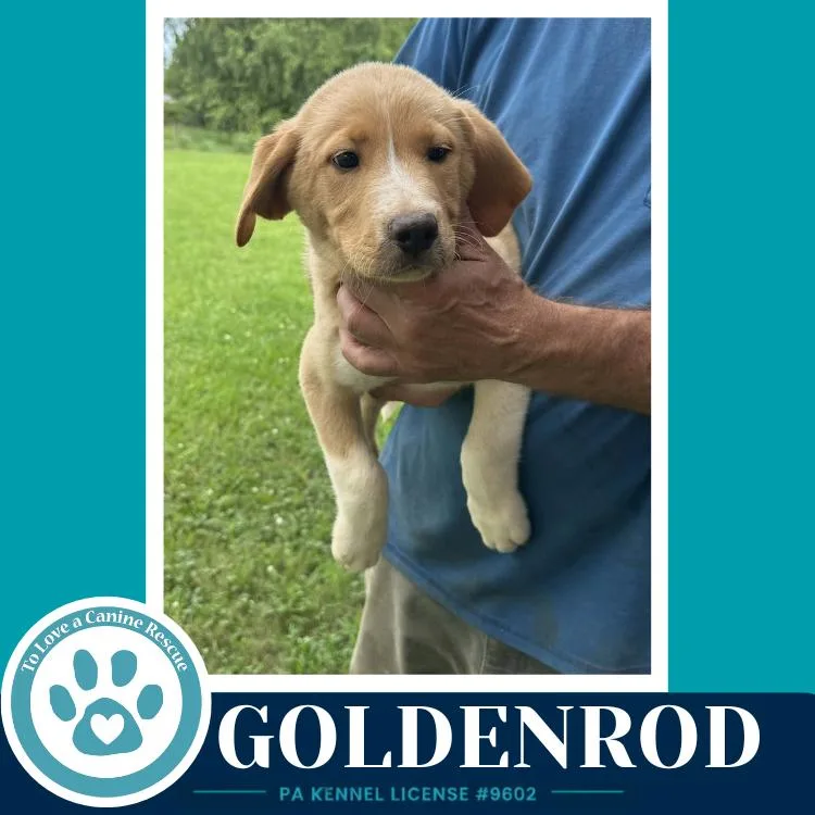 Goldenrod thumbnail 3