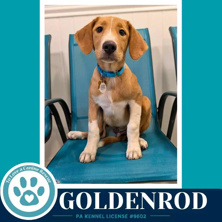 Goldenrod thumbnail 4
