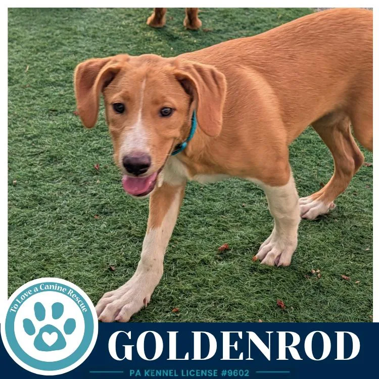 Goldenrod thumbnail 5