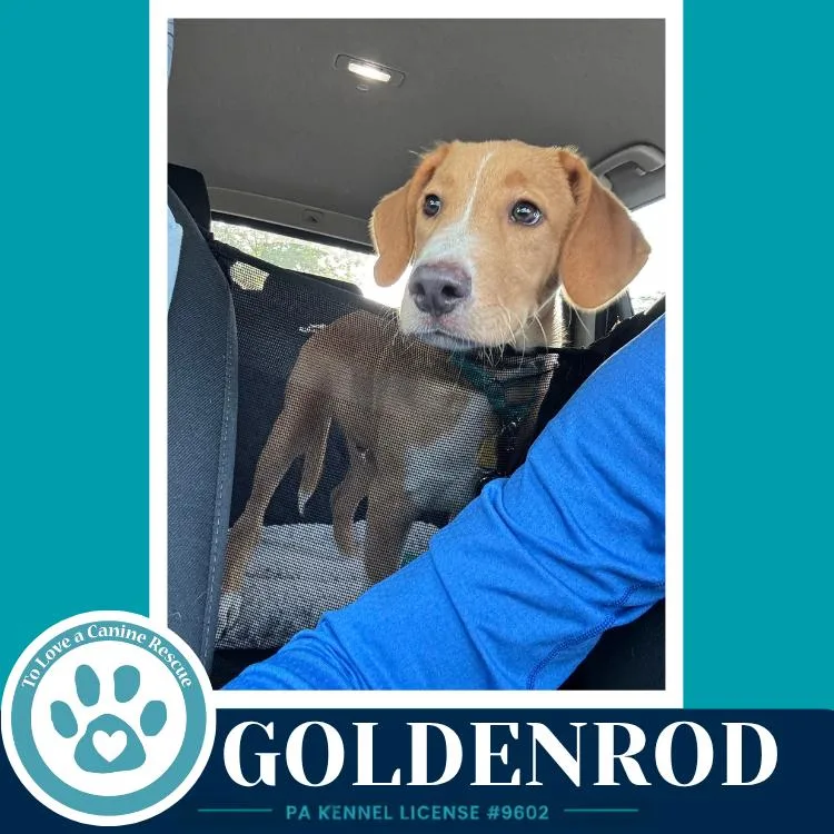 Goldenrod thumbnail 6