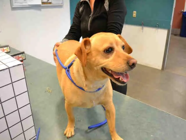 A senior small-sized male Dachshund dog named Mason for adoption in Chatsworth, CA