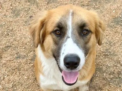 An adult large-sized female Apricot / Beige Mixed Breed dog named Honey for adoption in Georgetown, TX