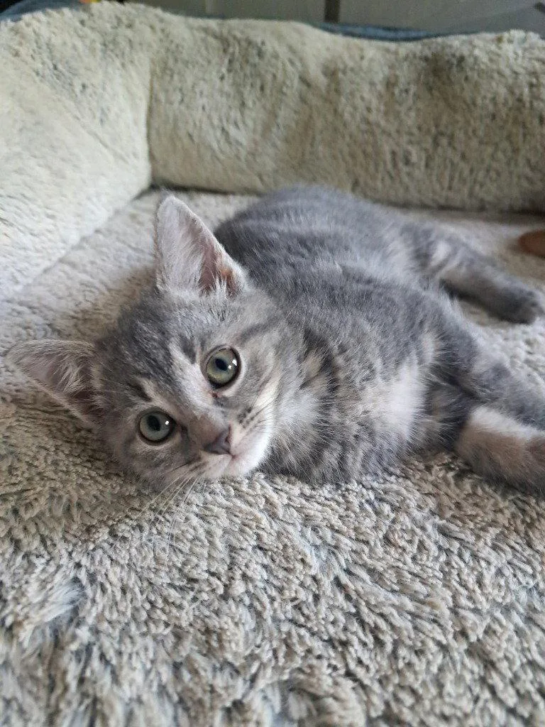 A baby small-sized female Domestic Short Hair cat named Moth for adoption in Lovingston, VA