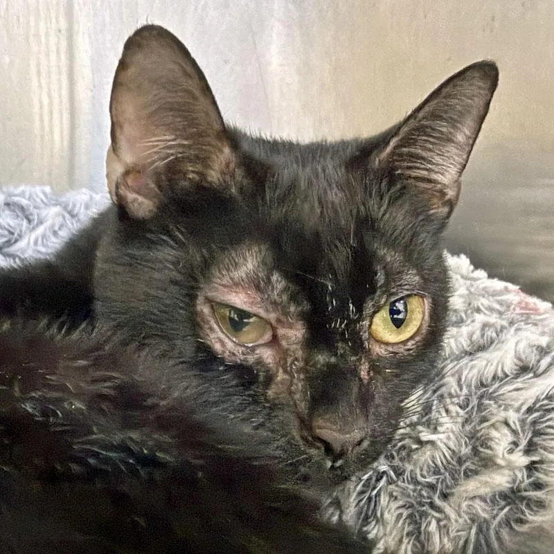 An adult medium-sized female Black Domestic Short Hair cat named Onyx for adoption in East Falmouth, MA