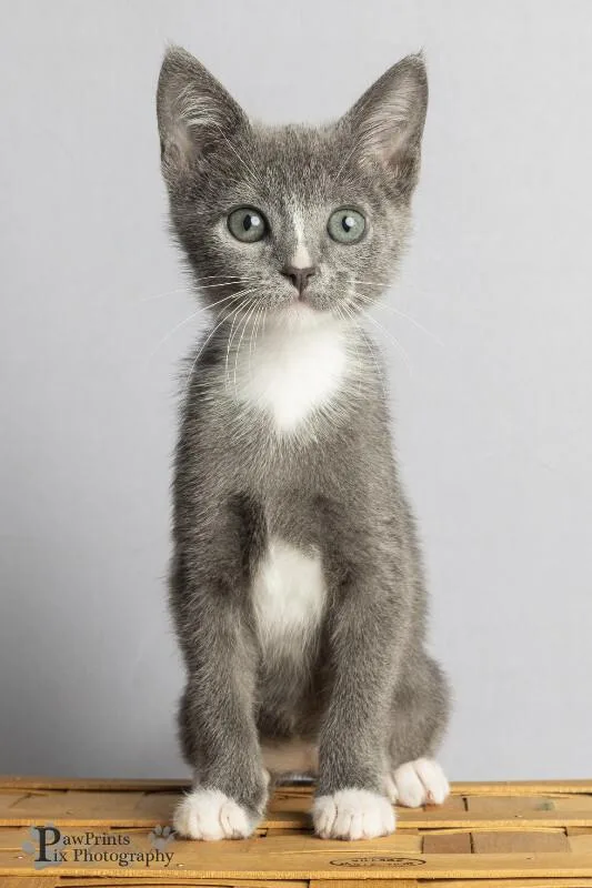 A young medium-sized male Gray & White Domestic Short Hair cat named Razzamatazz for adoption in Maryville, TN
