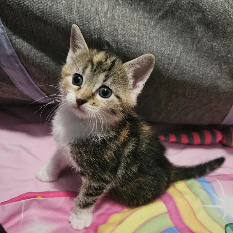 A baby small-sized female Domestic Short Hair cat named Honeytail for adoption in Richmond, VA