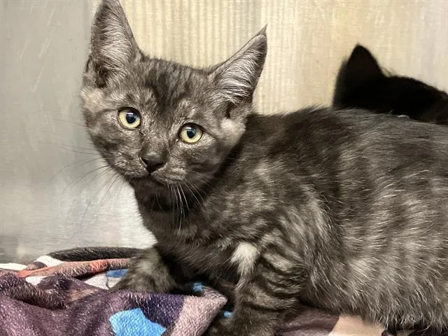 A baby small-sized male Domestic Short Hair cat named Friar Tuck for adoption in Tustin, CA