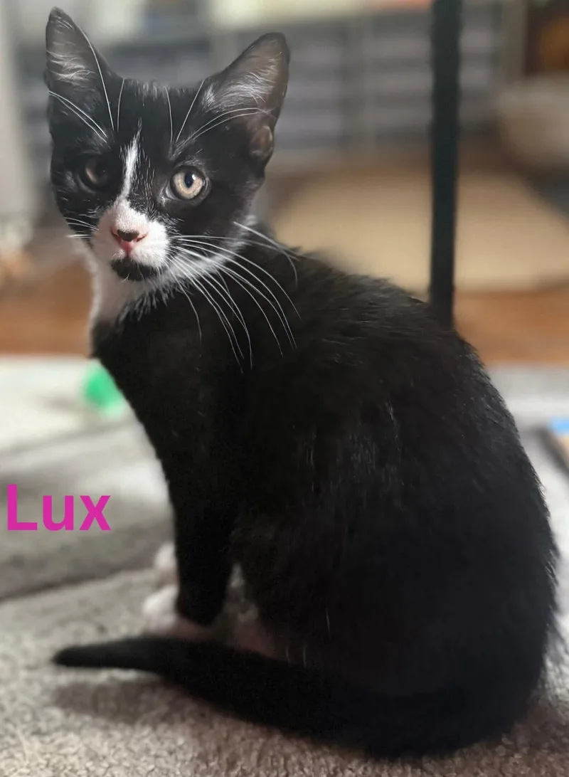 A baby medium-sized male Black & White / Tuxedo Domestic Short Hair cat named Lux for adoption in Blaine, MN
