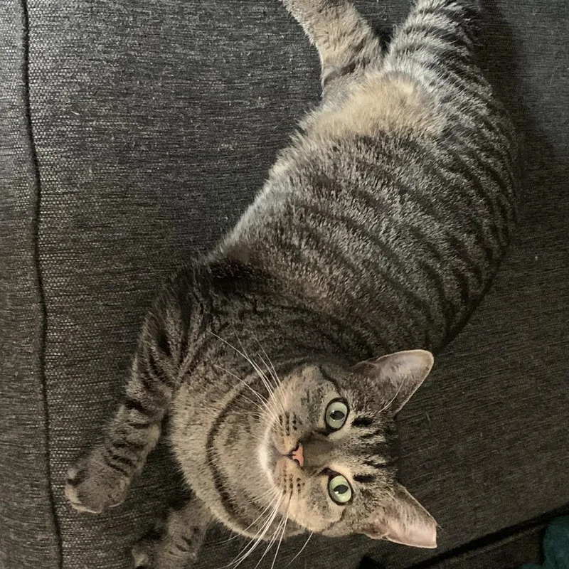 Trapper Keeper thumbnail 2