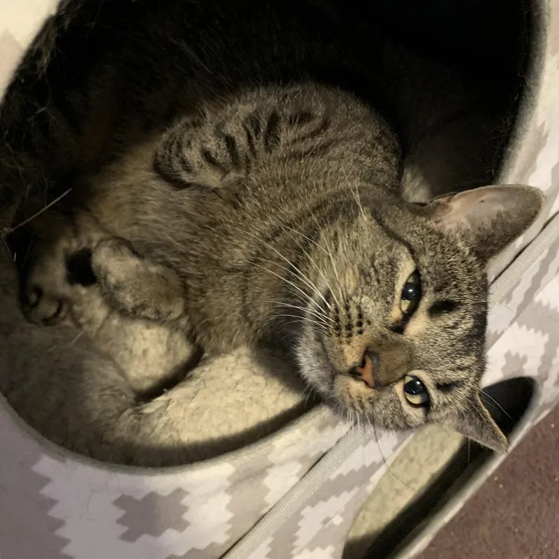 Trapper Keeper thumbnail 3