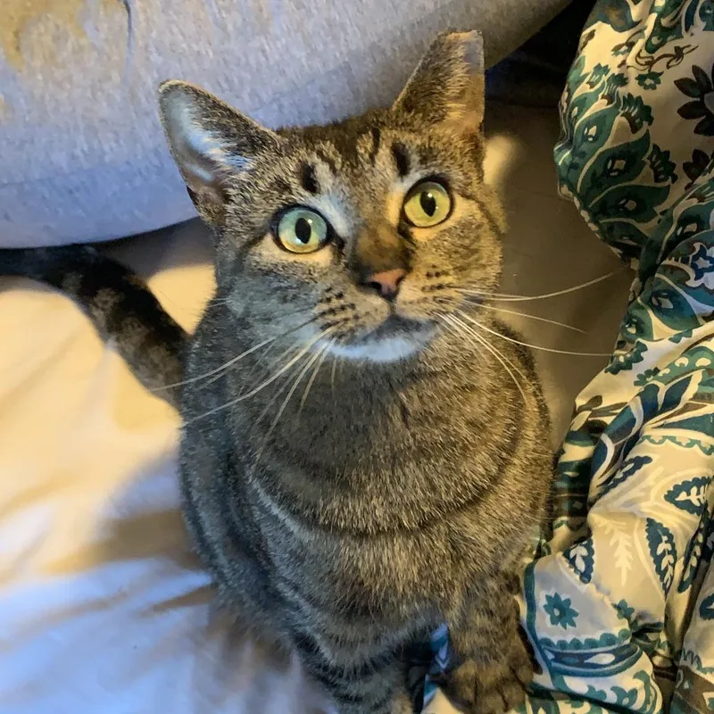 Trapper Keeper thumbnail 4