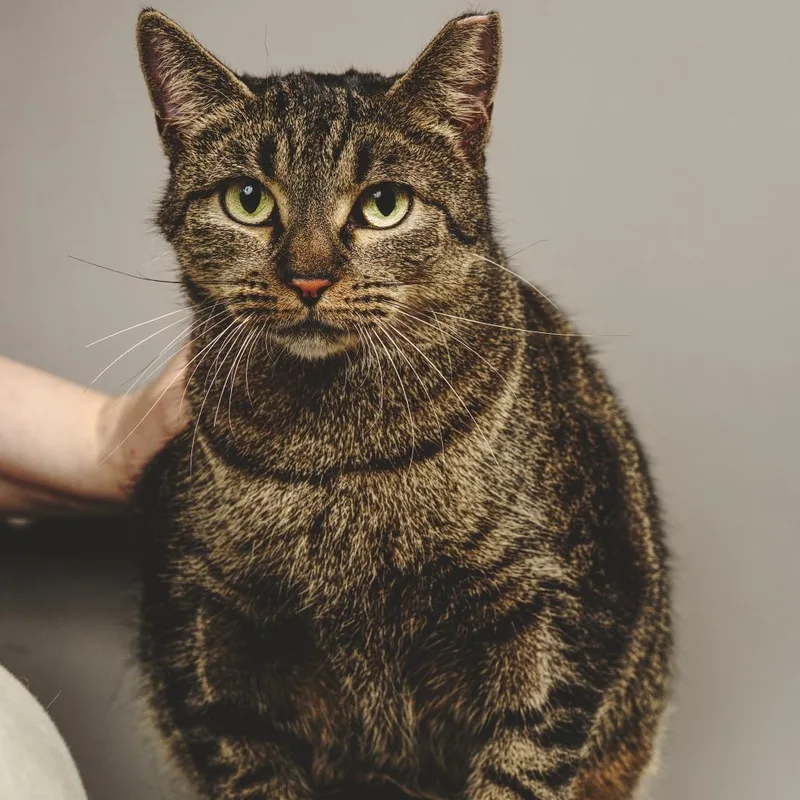 Trapper Keeper thumbnail 5