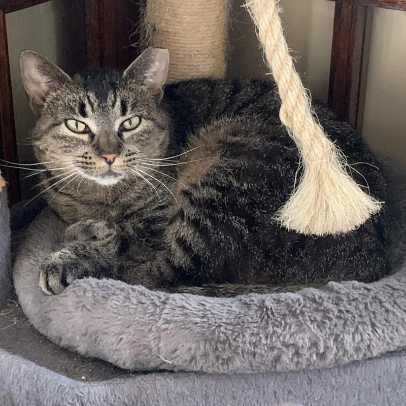 Trapper Keeper thumbnail 6