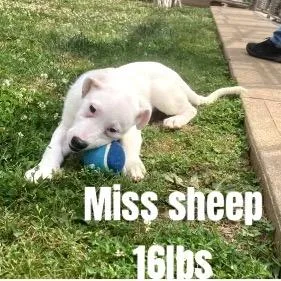 A baby small-sized female White / Cream Pit Bull Terrier dog named Farm Pup: Miss Sheep for adoption in Falls Church, VA