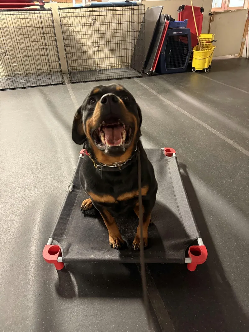 A young large-sized male Rottweiler dog named Maverick for adoption in Patterson, NY